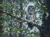 DSC_1309-Oil-Owl-1400px