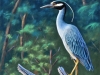 Yellow Crested Night Heron