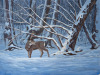 Snowbuck