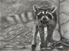 Racoon-1400px