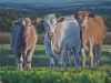 21-Three Cows