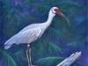 76-White Ibis