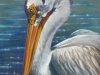 American Pelican