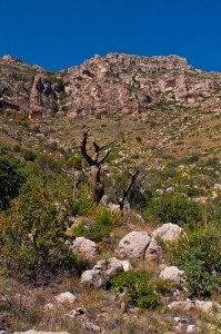 Smith Springs in the Guadalupe Mountains in west Texas
