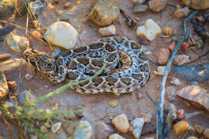 Western Diamondback Rattlesnake in panhandle of Texas near Pease River