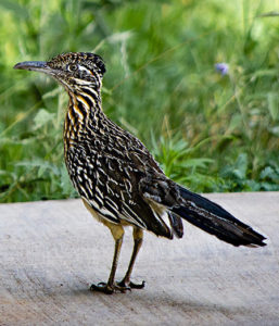 roadrunner