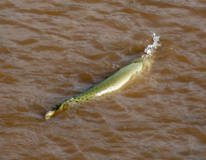 Spotted Gar in Pease River