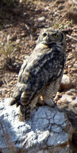 Great Horned Owl